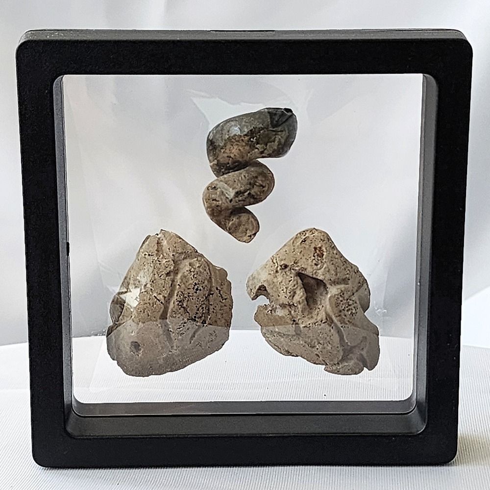 Late Cretaceous Period Ammolite‎ and Mollusca Fossil Lot Display North MS Unique